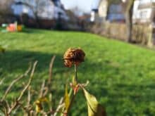 Xiaomi Redmi Note 14 Pro+