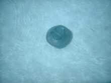 The robot moves across the pool for cleaning.