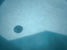 There is no recognizable recurring pattern.