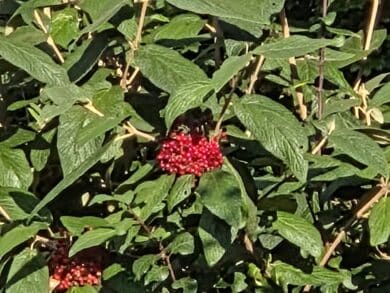 Samsung Galaxy Z Fold7